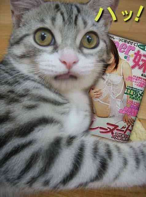 うちの猫が何か変だぞ!