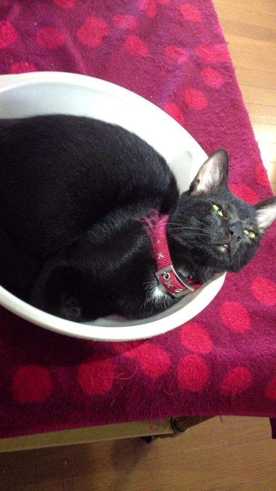 うちの猫が何か変だぞ!
