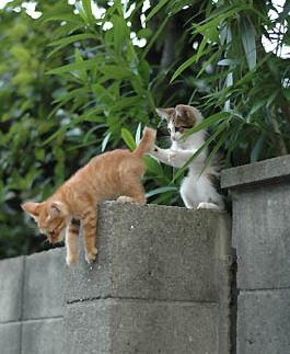 うちの猫が何か変だぞ!