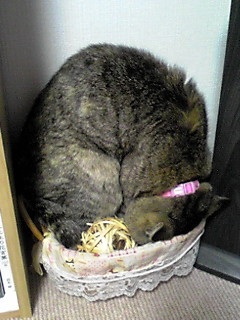うちの猫が何か変だぞ!