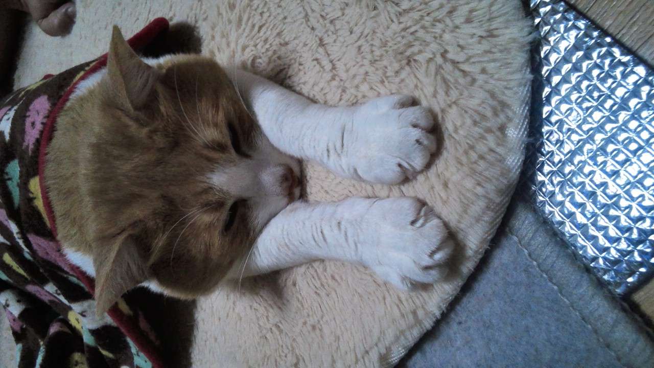 うちの猫が何か変だぞ!
