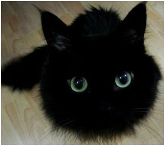 うちの猫が何か変だぞ!