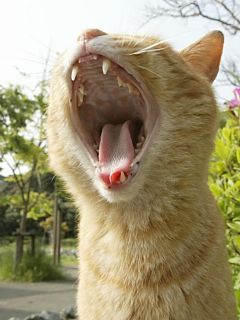 うちの猫が何か変だぞ!