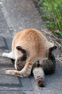 うちの猫が何か変だぞ!