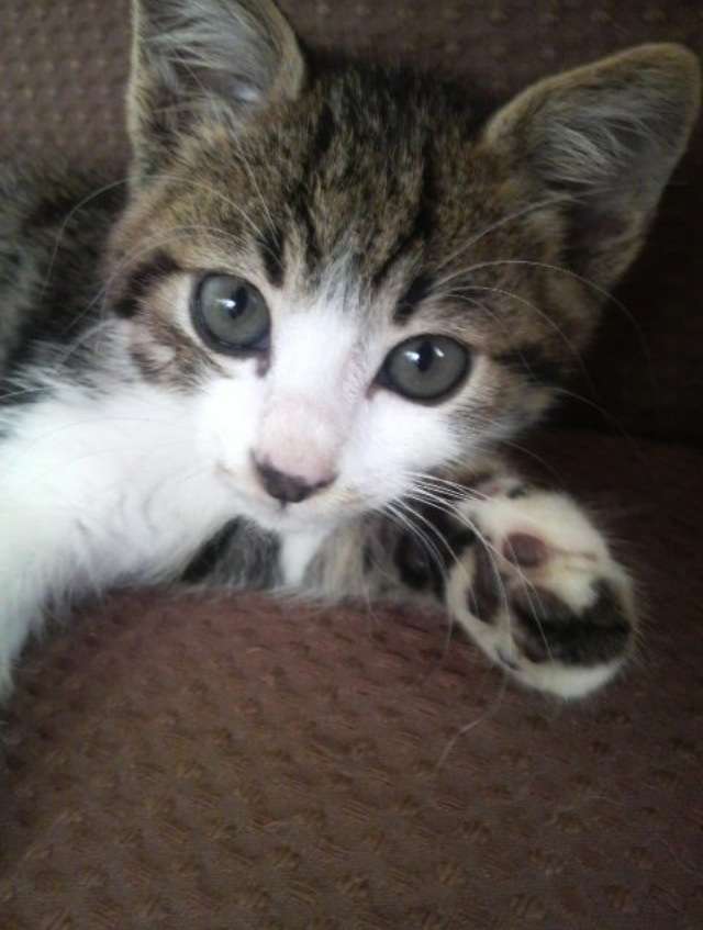 うちの猫が何か変だぞ!