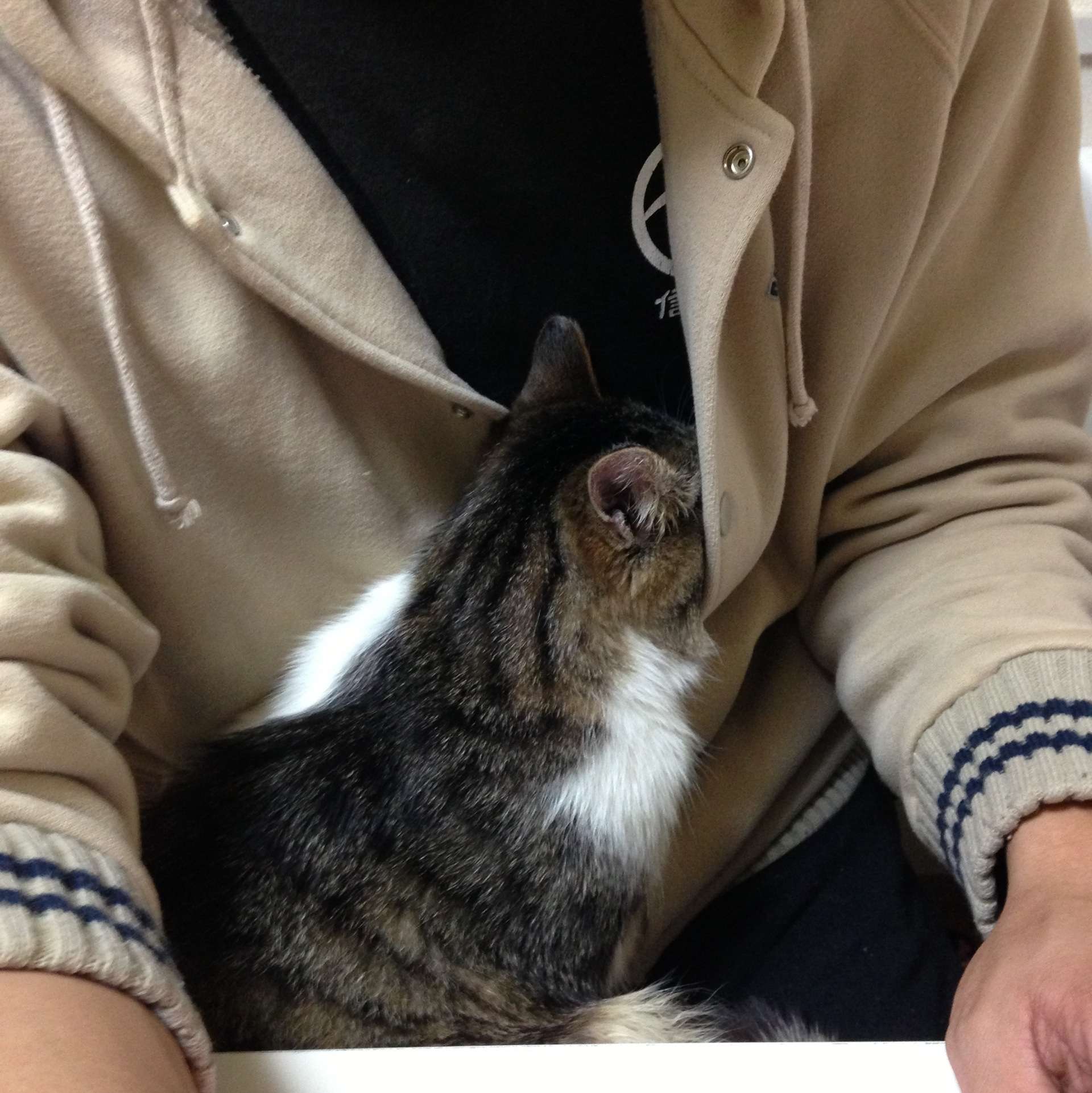 うちの猫が何か変だぞ!