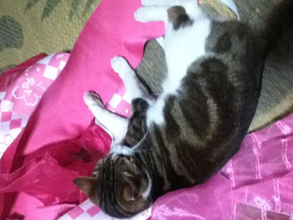 うちの猫が何か変だぞ!