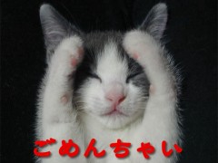 うちの猫が何か変だぞ!