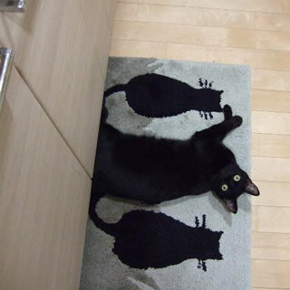 うちの猫が何か変だぞ!