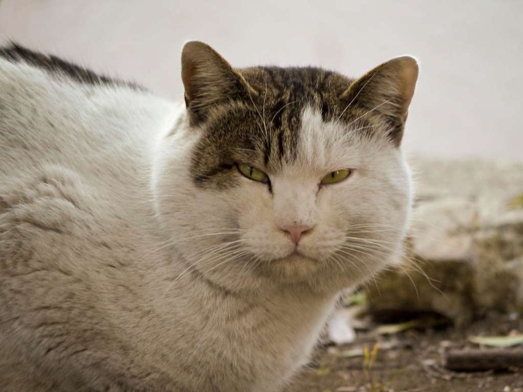 うちの猫が何か変だぞ!