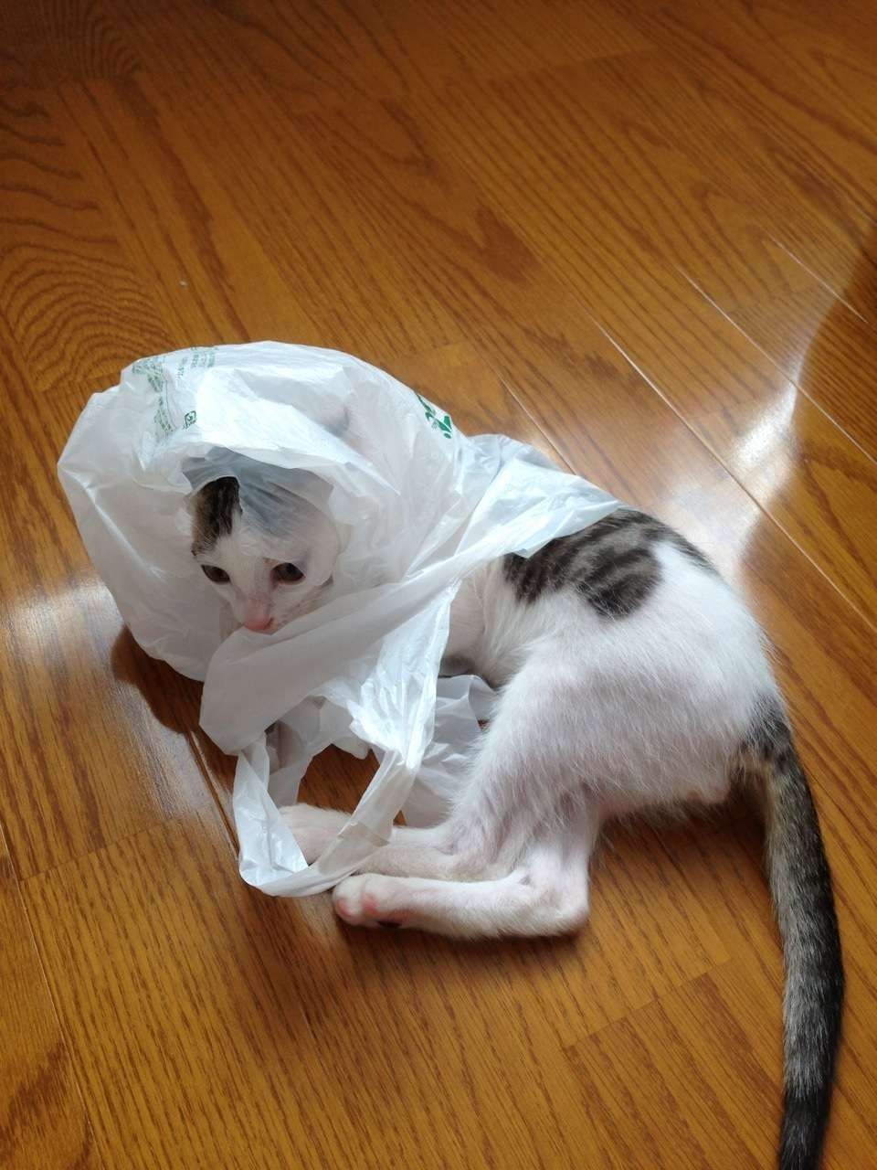 うちの猫が何か変だぞ!