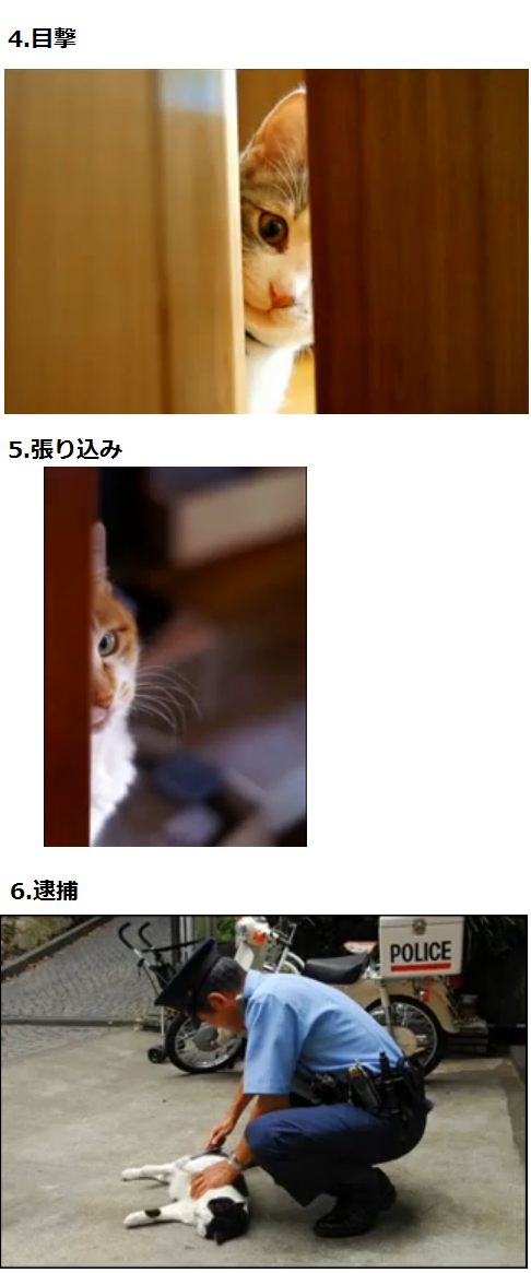 うちの猫が何か変だぞ!