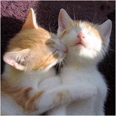 うちの猫が何か変だぞ!