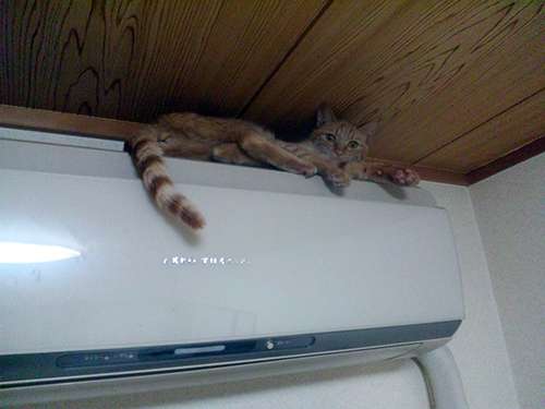 うちの猫が何か変だぞ!