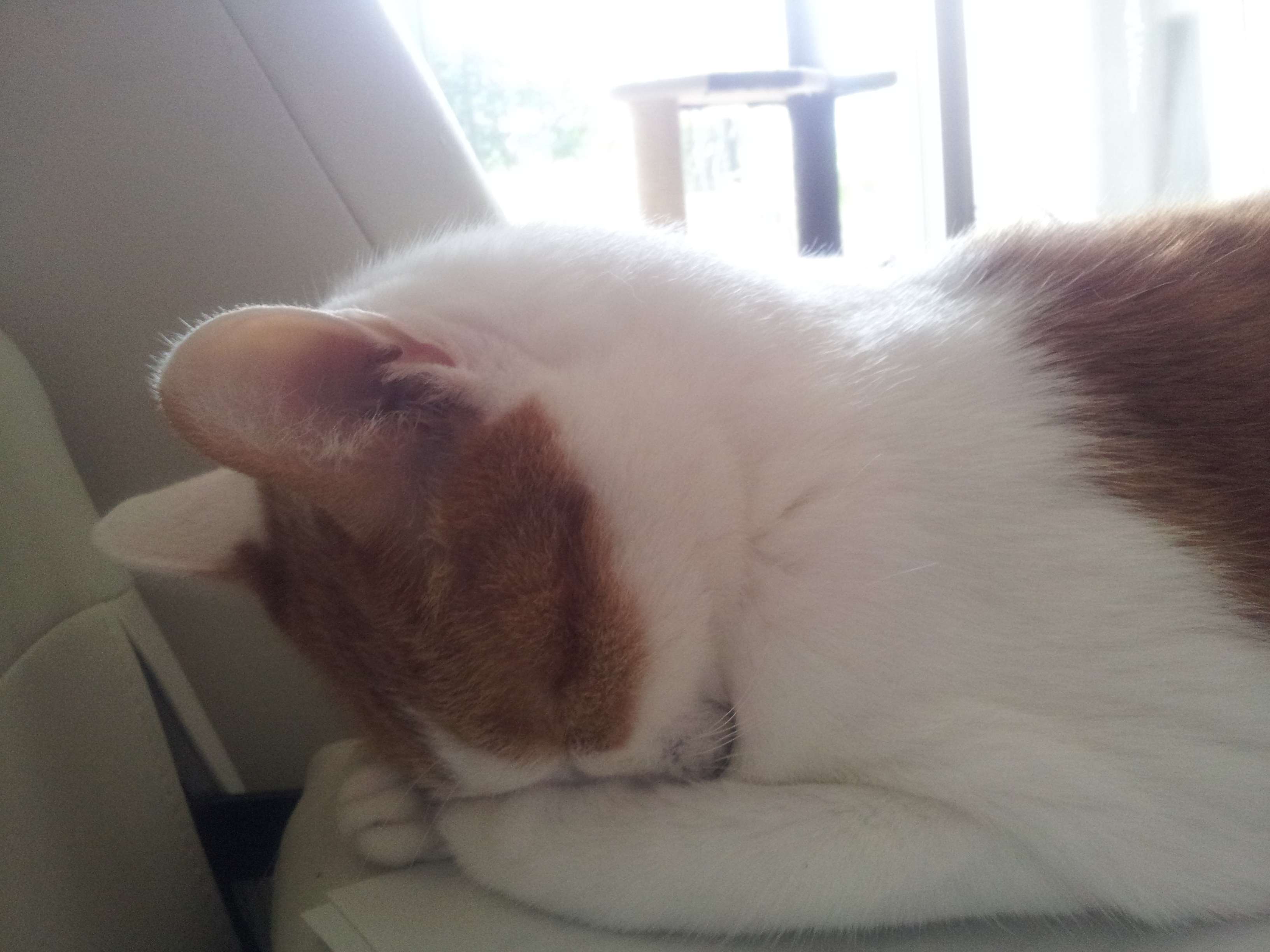 うちの猫が何か変だぞ!