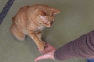 うちの猫が何か変だぞ!