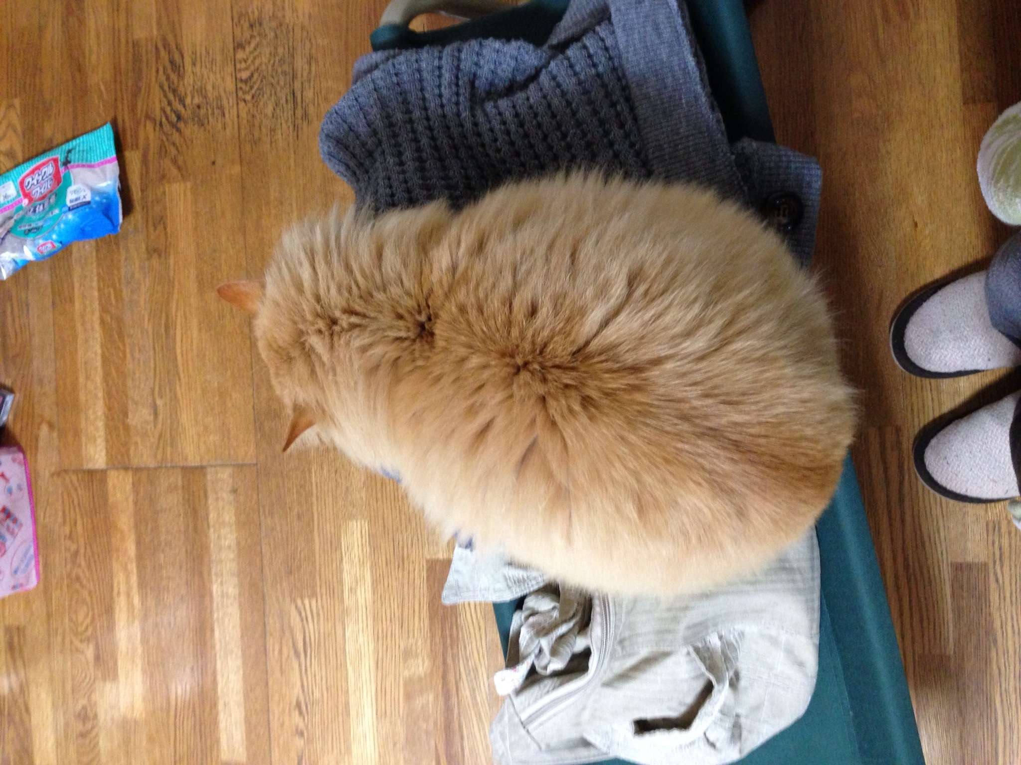 うちの猫が何か変だぞ!