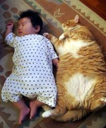 うちの猫が何か変だぞ!