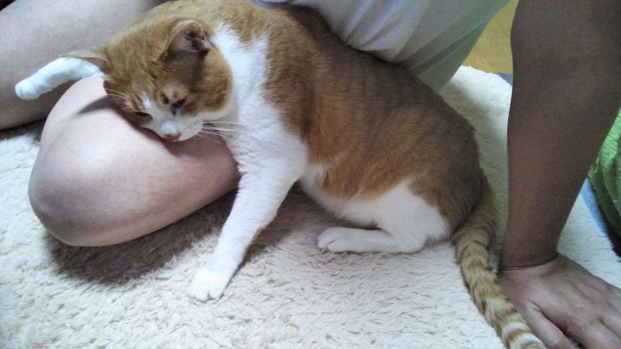 うちの猫が何か変だぞ!