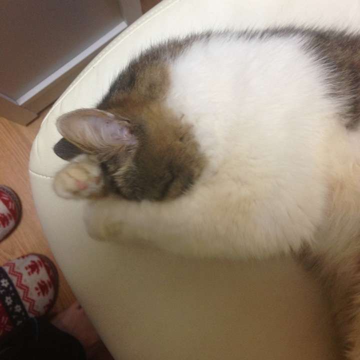 うちの猫が何か変だぞ!