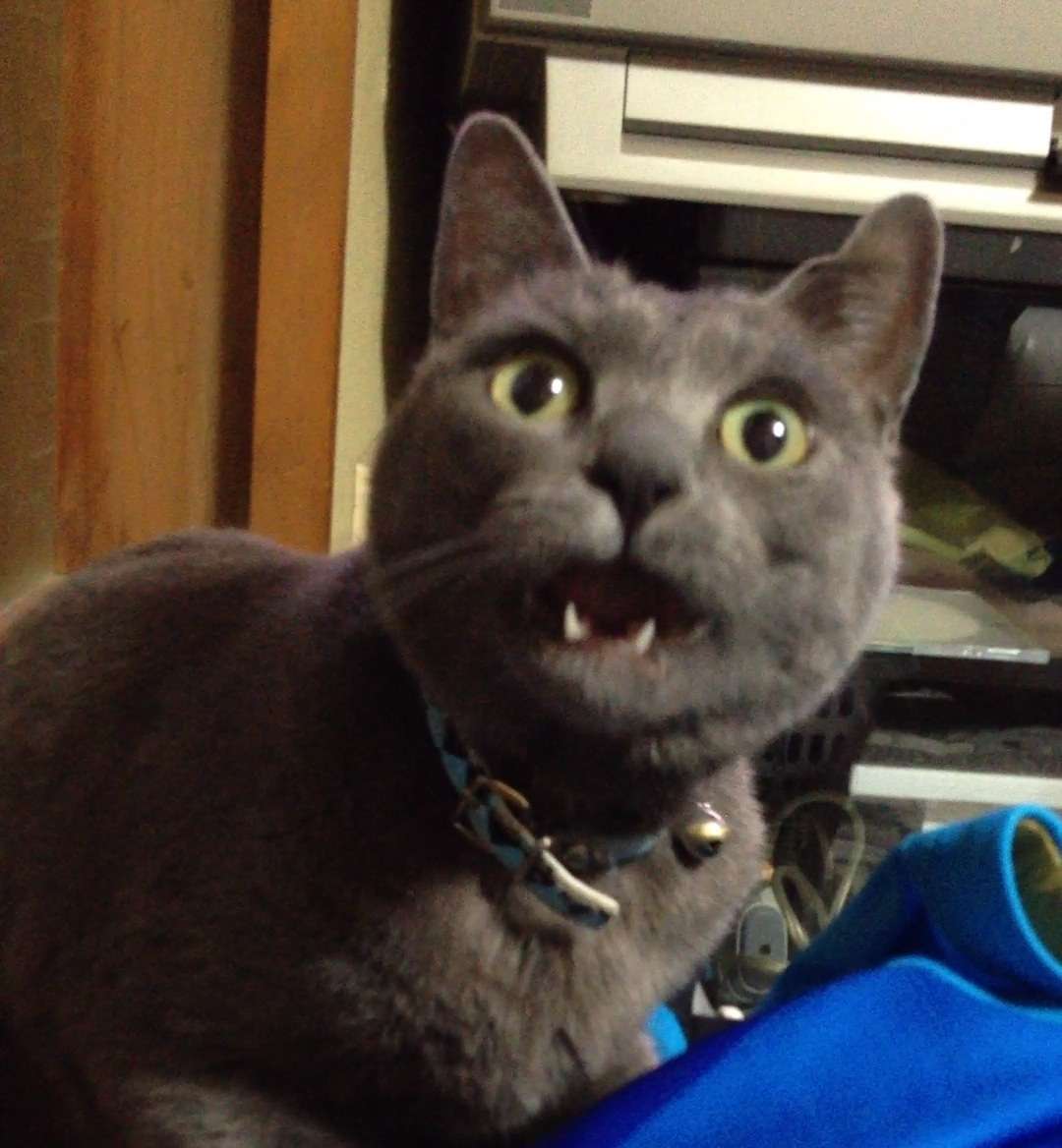 うちの猫が何か変だぞ!