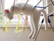 うちの猫が何か変だぞ!