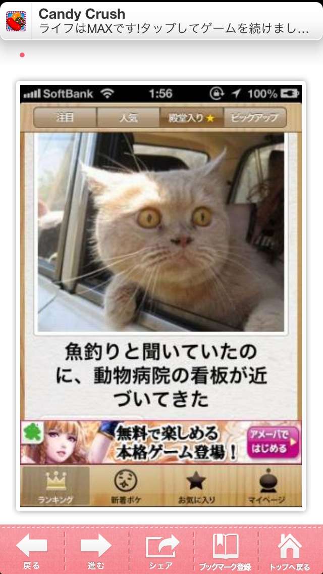 うちの猫が何か変だぞ!