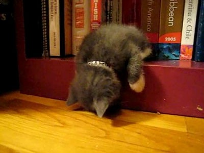 うちの猫が何か変だぞ!
