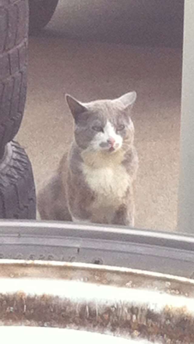 うちの猫が何か変だぞ!