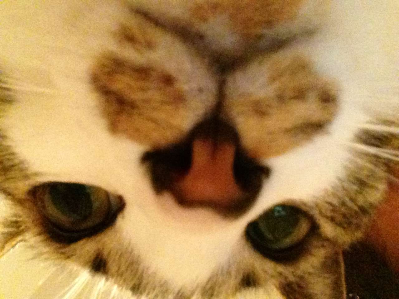 うちの猫が何か変だぞ!