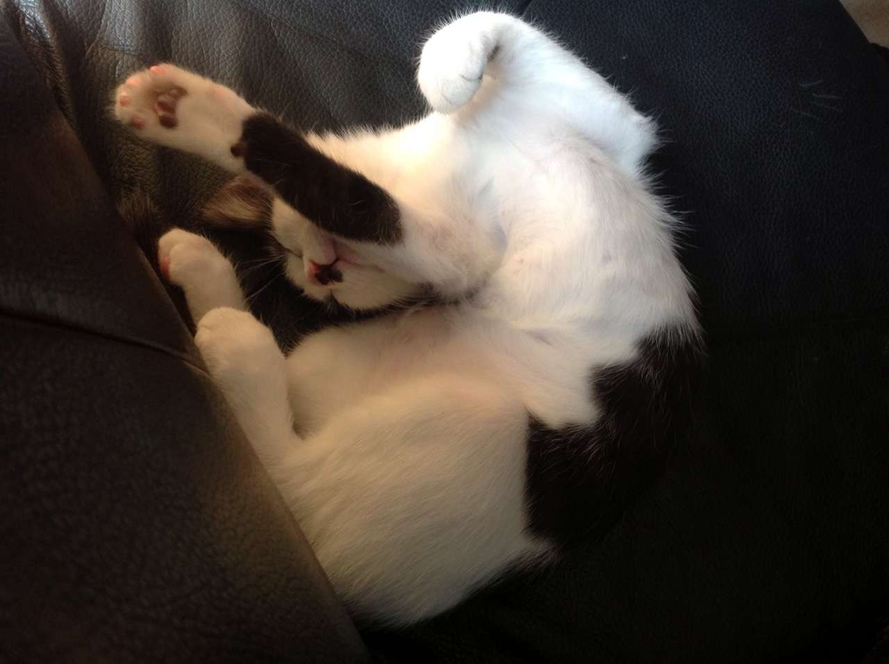 うちの猫が何か変だぞ!