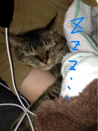 うちの猫が何か変だぞ!