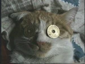 うちの猫が何か変だぞ!