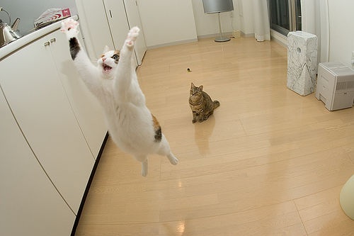 うちの猫が何か変だぞ!