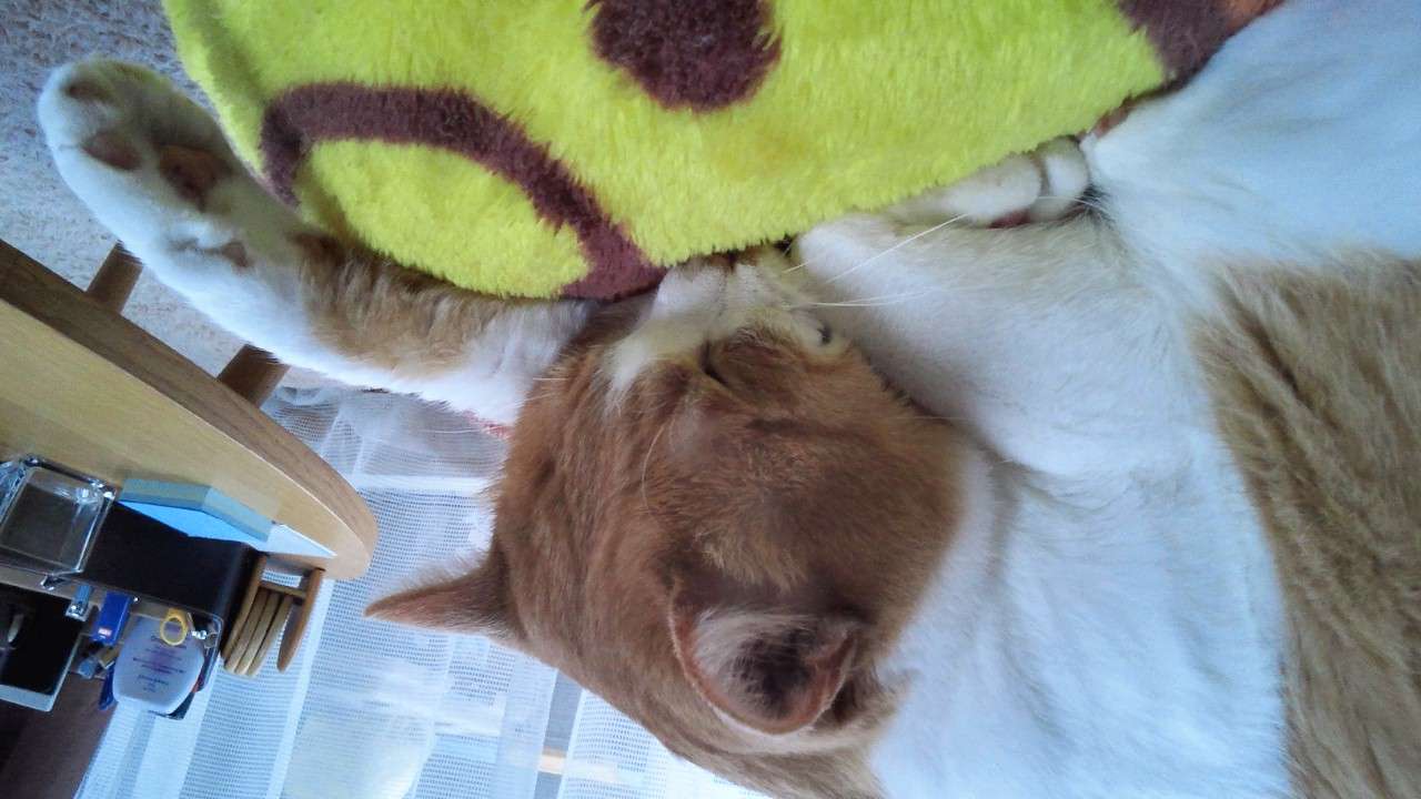 うちの猫が何か変だぞ!