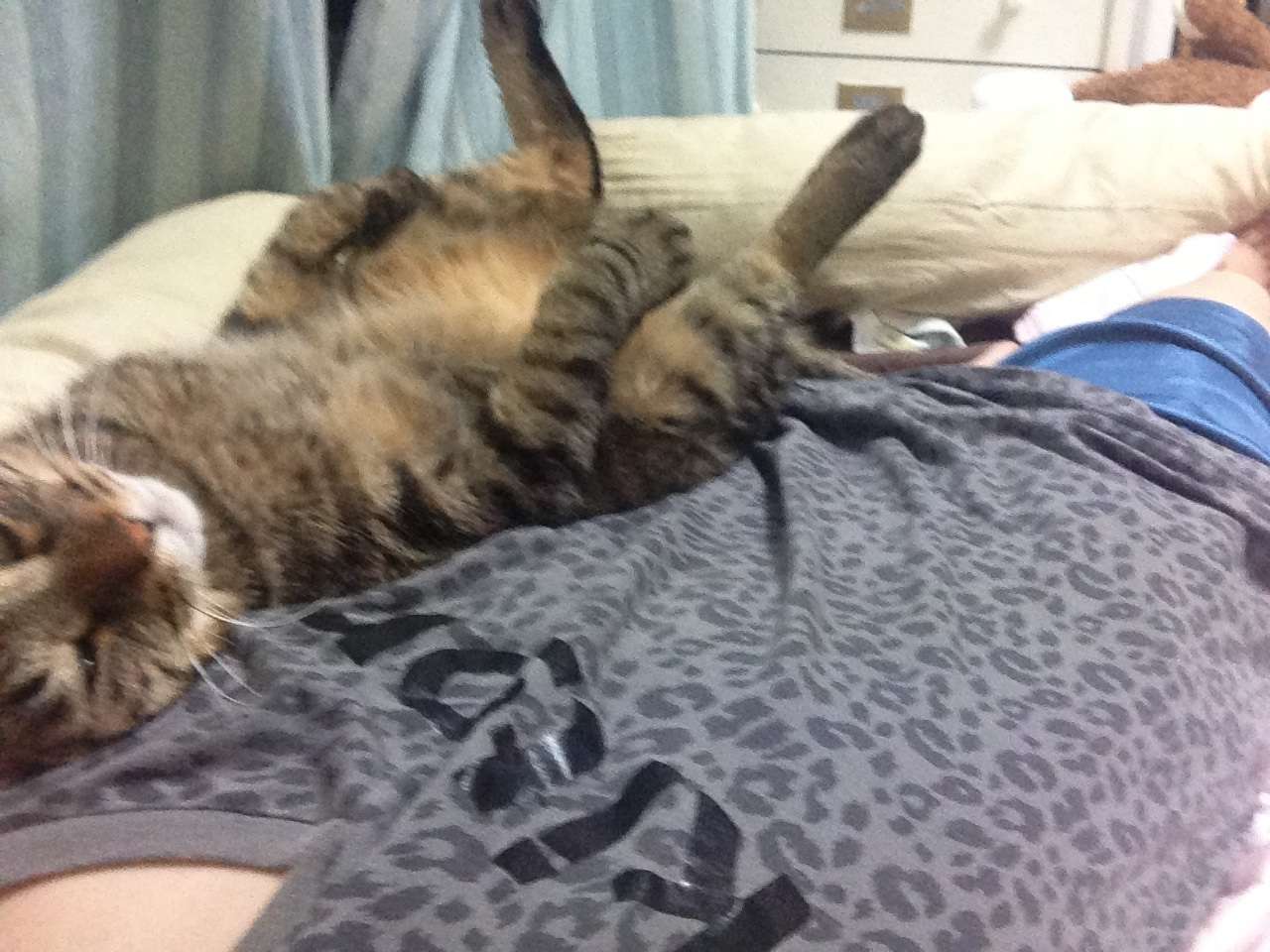 うちの猫が何か変だぞ!