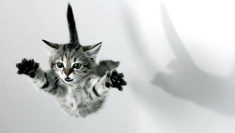 うちの猫が何か変だぞ!