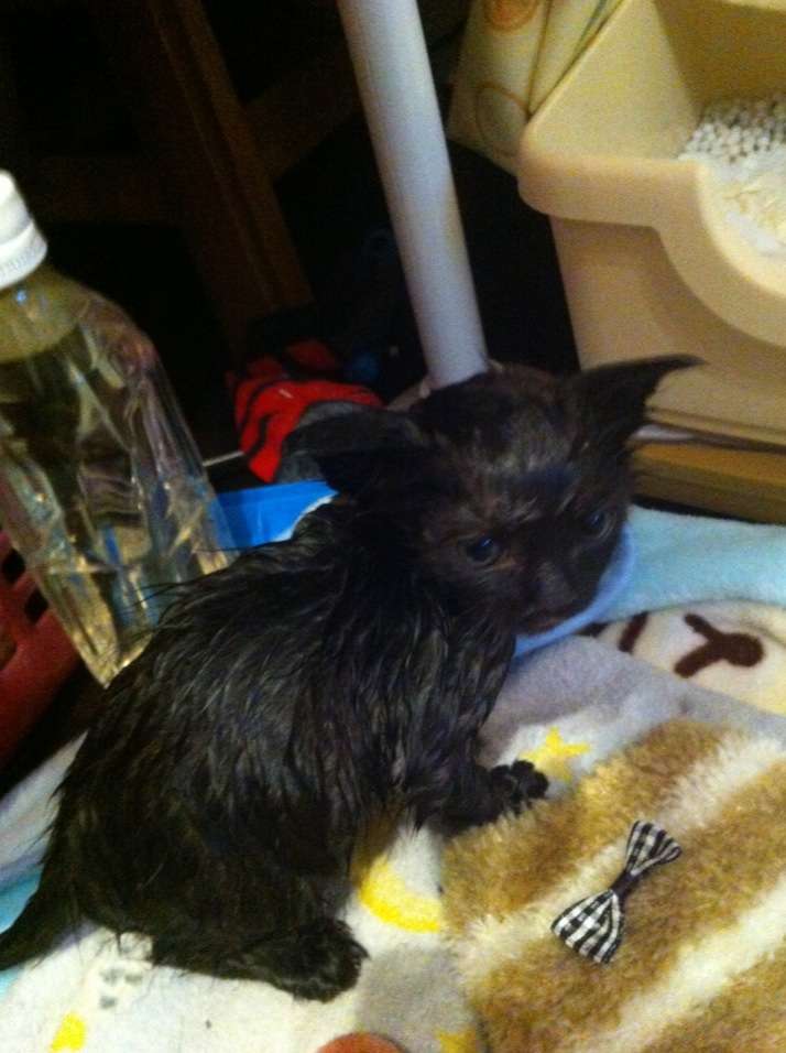 みなさんの飼っているペットの苦手なものって何ですか？