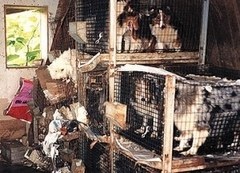 一家に一匹欲しくなる…けなげに働くペットたち！
