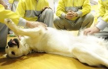 一家に一匹欲しくなる…けなげに働くペットたち！