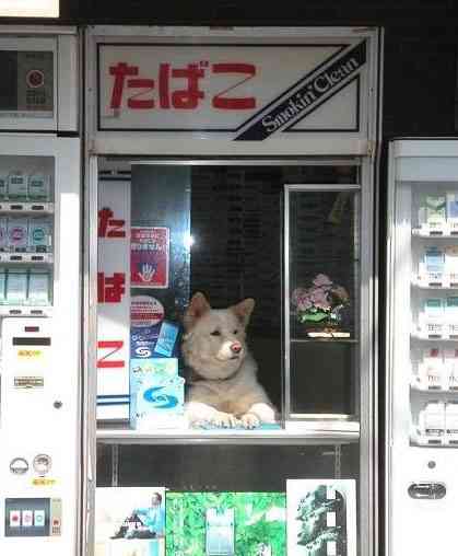 一家に一匹欲しくなる…けなげに働くペットたち！