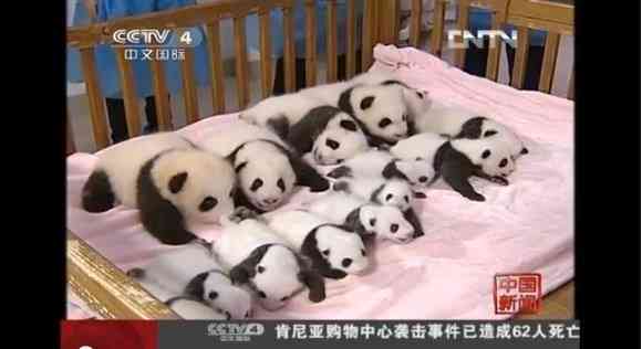 キュン死注意!! ズラっと並んだ14頭の赤ちゃんパンダがハチャメチャにカワエエ～！