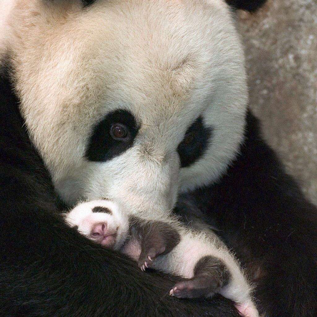 キュン死注意!! ズラっと並んだ14頭の赤ちゃんパンダがハチャメチャにカワエエ～！