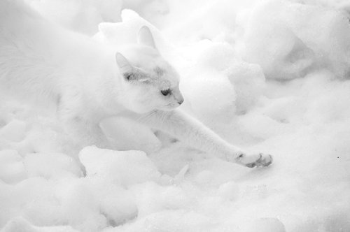 迷彩服の効果がわかるすごい画像
