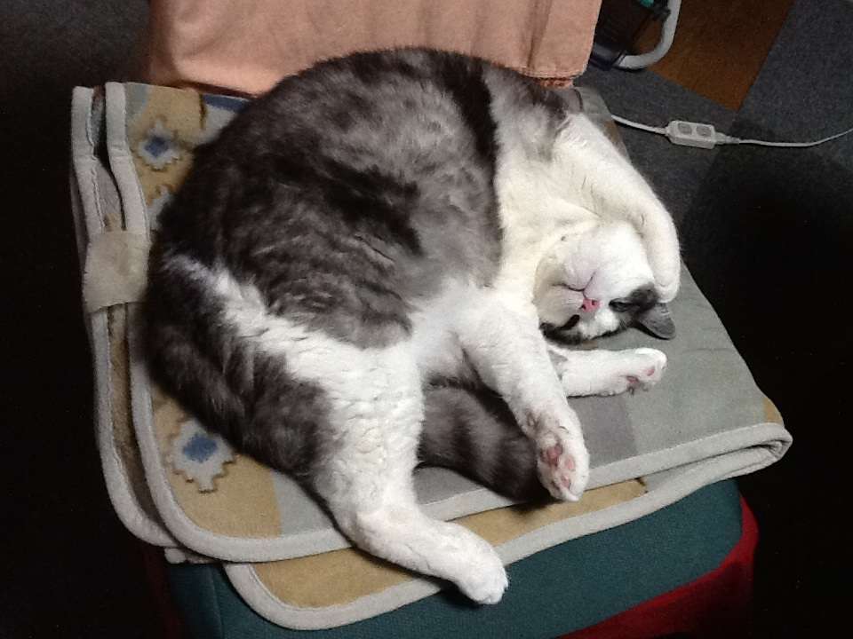 太りすぎた虎が残念過ぎる…