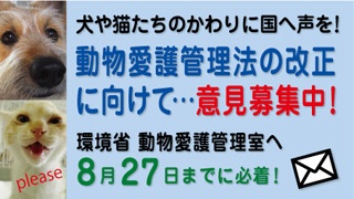 9月1日から改正動物愛護管理法が施行されました。ペットを遺棄すると最高100万円の罰金刑になります