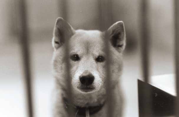 9月1日から改正動物愛護管理法が施行されました。ペットを遺棄すると最高100万円の罰金刑になります