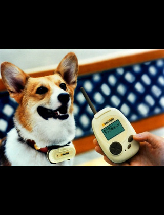 思ったほど、流行らなかったもの