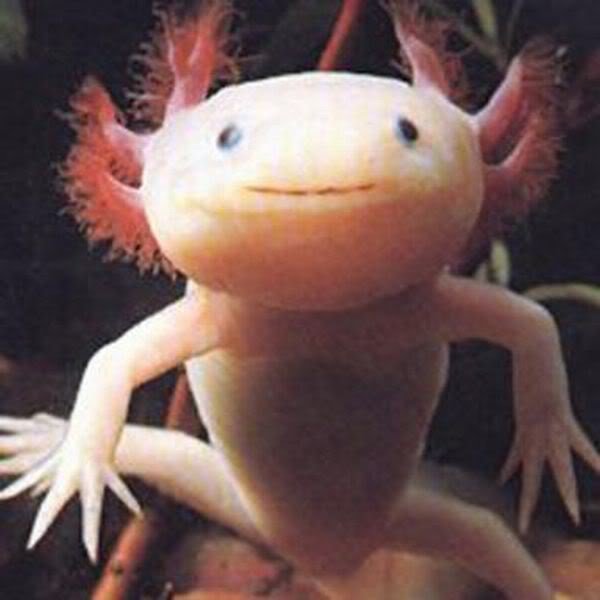 あなたのお気に入りの画像貼ってください！