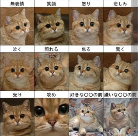 あなたのお気に入りの画像貼ってください！